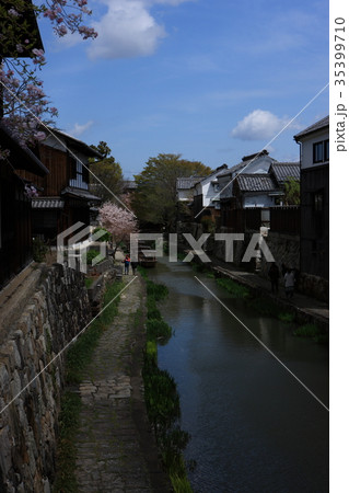 近江八幡の桜 35399710