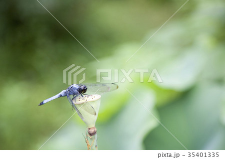 蓮にとまるシオカラトンボ 35401335