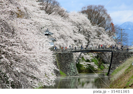 霞城公園の桜 霞城公園の桜 35401365
