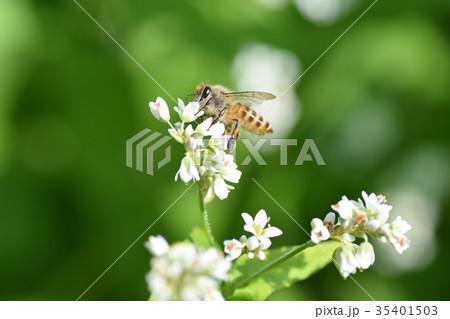 ミツバチとそばの花 そばの花 ソバの花 ミツバチ 自然 蜂蜜 昆虫 白い花 秋 ミツバチとそばの花 そばの花 ソバの花 ミツバチ 自然 蜂蜜 昆虫 白い花 秋 35401503