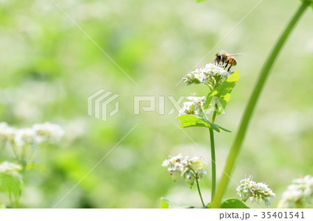 ミツバチとそばの花　そばの花　ソバの花　ミツバチ　自然　蜂蜜　昆虫　白い花　秋 35401541