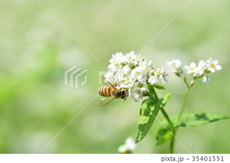 ミツバチとそばの花　そばの花　ソバの花　ミツバチ　自然　蜂蜜　昆虫　白い花　秋 35401551
