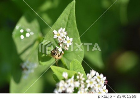 ミツバチとそばの花　そばの花　ソバの花　ミツバチ　自然　蜂蜜　昆虫　白い花　秋 35401569