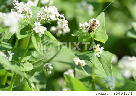 ミツバチとそばの花 そばの花 ソバの花 ミツバチ 自然 蜂蜜 昆虫 白い花 秋 ミツバチとそばの花 そばの花 ソバの花 ミツバチ 自然 蜂蜜 昆虫 白い花 秋 35401571