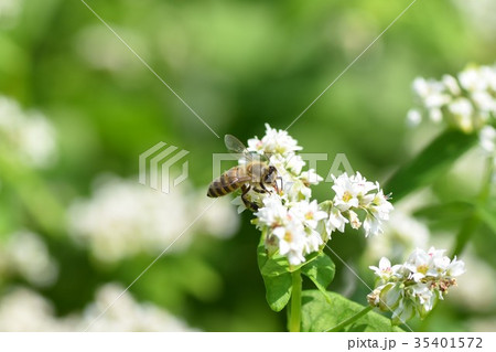 ミツバチとそばの花 そばの花 ソバの花 ミツバチ 自然 蜂蜜 昆虫 白い花 秋 ミツバチとそばの花 そばの花 ソバの花 ミツバチ 自然 蜂蜜 昆虫 白い花 秋 35401572