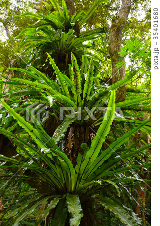 タニワタリの群生 35401680