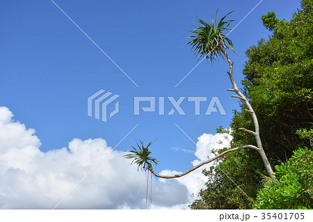 青空とアダンの木 35401705