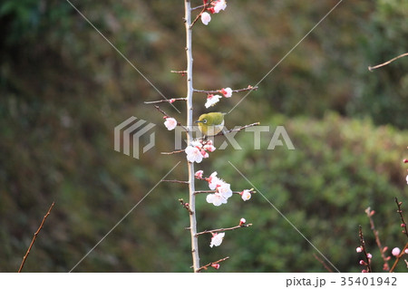 メジロとスモモの花 メジロとスモモの花 35401942