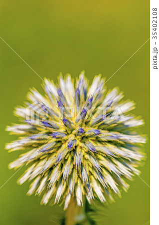 glandular globe-thistle blooming 35402108