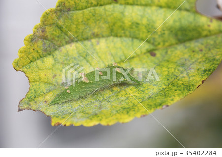 アカボシゴマダラの幼虫 35402284