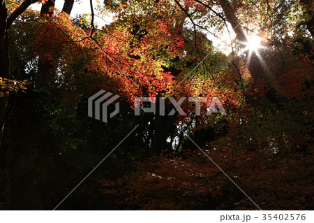 奥須磨公園の紅葉 奥須磨公園の紅葉 35402576