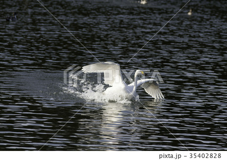 湖に到着するコハクチョウ 35402828