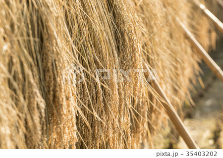 天日干しの稲 35403202