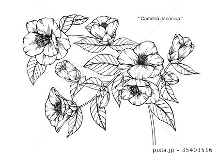 Camellia Japonica flower drawing. 35403516