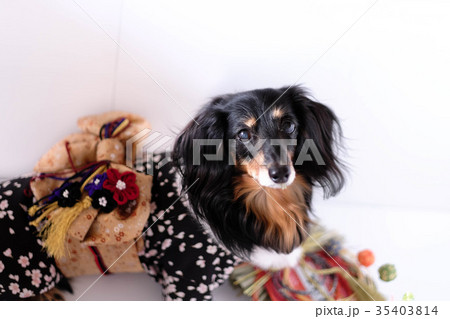 着物を着ている　ダックス　カニンヘン　小型犬 35403814