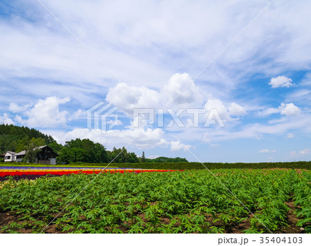 北海道富良野・中富良野のラベンダー畑と快晴の花景観 35404103