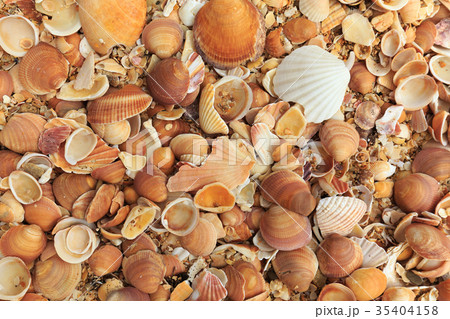 coast full of different shells 35404158