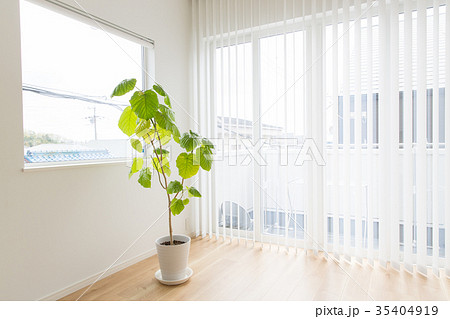 観葉植物 35404919