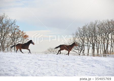 サラブレッド　雪原を駆ける 35405769
