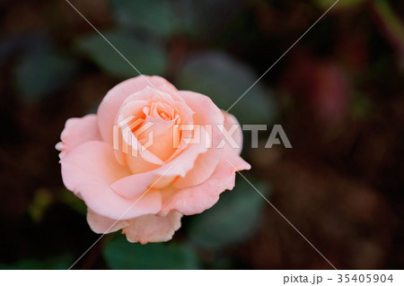 ピンクの薔薇 ピンクの薔薇 35405904