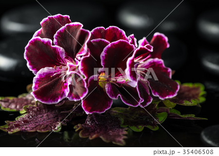 spa setting of geranium flower and black zen stone spa setting of geranium flower and black zen stone 35406508
