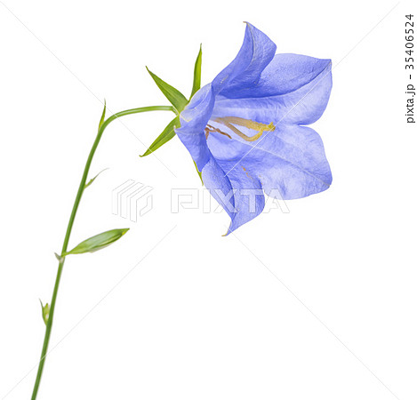 beautiful blooming single blue bell flower  35406524