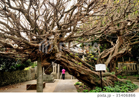 龍王神社のアコウの木　【和歌山県日高郡美浜町】 35406866