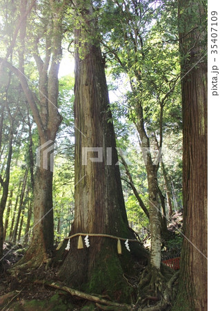 貴船神社　相生の杉 35407109