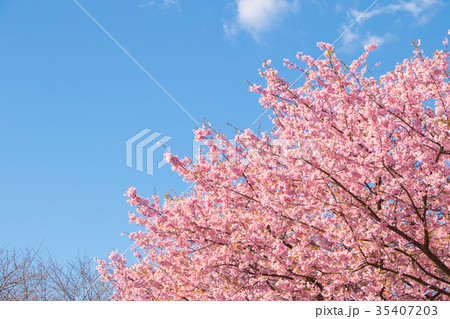 快晴の青空と河津桜 桜 早咲きの桜 伊豆 静岡 さくら サクラ 画像素材 コピースペース 背景素材 快晴の青空と河津桜 桜 早咲きの桜 伊豆 静岡 さくら サクラ 画像素材 コピースペース 背景素材 35407203