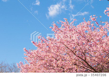 快晴の青空と河津桜　桜　早咲きの桜　伊豆　静岡　さくら　サクラ　画像素材　コピースペース　背景素材 35407206