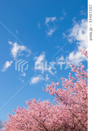 快晴の青空と河津桜　桜　早咲きの桜　伊豆　静岡　さくら　サクラ　画像素材　コピースペース　背景素材 35407207