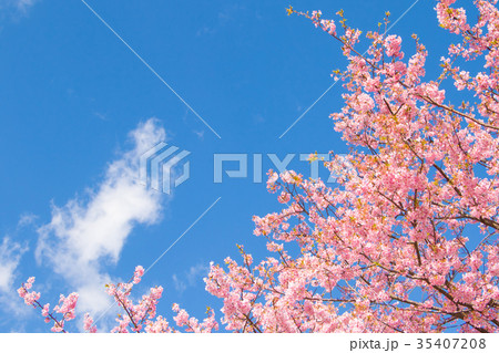 快晴の青空と河津桜　桜　早咲きの桜　伊豆　静岡　さくら　サクラ　画像素材　コピースペース　背景素材 35407208