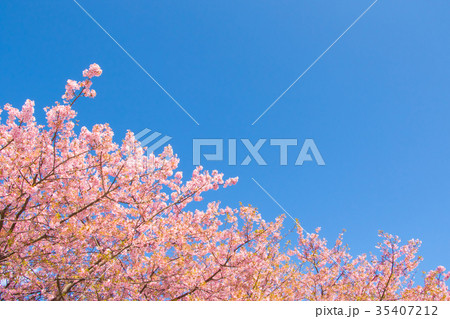 快晴の青空と河津桜 桜 早咲きの桜 伊豆 静岡 さくら サクラ 画像素材 コピースペース 背景素材 快晴の青空と河津桜 桜 早咲きの桜 伊豆 静岡 さくら サクラ 画像素材 コピースペース 背景素材 35407212