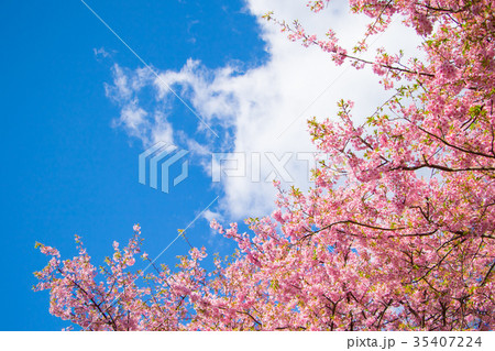 快晴の青空と河津桜　桜　早咲きの桜　伊豆　静岡　さくら　サクラ　画像素材　コピースペース　背景素材 35407224