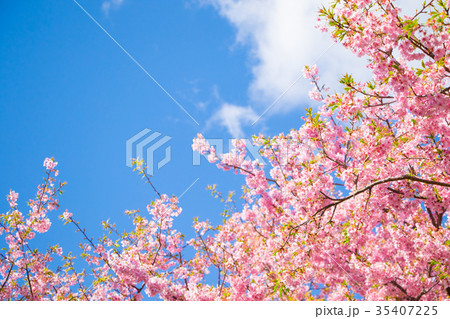 快晴の青空と河津桜 桜 早咲きの桜 伊豆 静岡 さくら サクラ 画像素材 コピースペース 背景素材 快晴の青空と河津桜 桜 早咲きの桜 伊豆 静岡 さくら サクラ 画像素材 コピースペース 背景素材 35407225