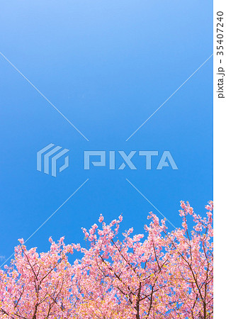 快晴の青空と河津桜　桜　早咲きの桜　伊豆　静岡　さくら　サクラ　画像素材　コピースペース　背景素材 35407240