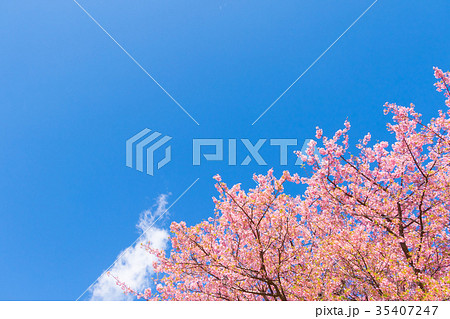 快晴の青空と河津桜　桜　早咲きの桜　伊豆　静岡　さくら　サクラ　画像素材　コピースペース　背景素材 35407247