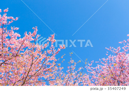 快晴の青空と河津桜 桜 早咲きの桜 伊豆 静岡 さくら サクラ 画像素材 コピースペース 背景素材 快晴の青空と河津桜 桜 早咲きの桜 伊豆 静岡 さくら サクラ 画像素材 コピースペース 背景素材 35407249