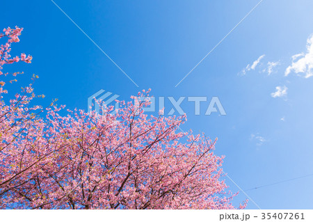 快晴の青空と河津桜　桜　早咲きの桜　伊豆　静岡　さくら　サクラ　画像素材　コピースペース　背景素材 35407261