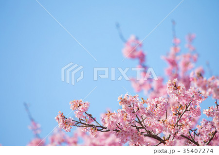 快晴の青空と河津桜　桜　早咲きの桜　伊豆　静岡　さくら　サクラ　画像素材　コピースペース　背景素材 35407274