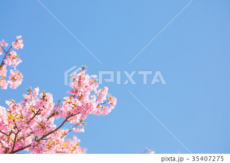 快晴の青空と河津桜　桜　早咲きの桜　伊豆　静岡　さくら　サクラ　画像素材　コピースペース　背景素材 35407275