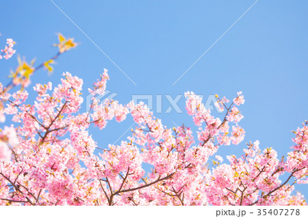 快晴の青空と河津桜　桜　早咲きの桜　伊豆　静岡　さくら　サクラ　画像素材　コピースペース　背景素材 35407278