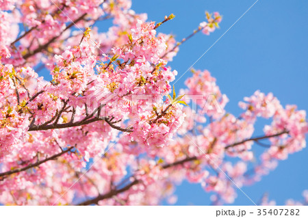 快晴の青空と河津桜 桜 早咲きの桜 伊豆 静岡 さくら サクラ 画像素材 コピースペース 背景素材 快晴の青空と河津桜 桜 早咲きの桜 伊豆 静岡 さくら サクラ 画像素材 コピースペース 背景素材 35407282