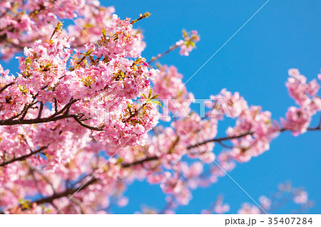 快晴の青空と河津桜　桜　早咲きの桜　伊豆　静岡　さくら　サクラ　画像素材　コピースペース　背景素材 35407284