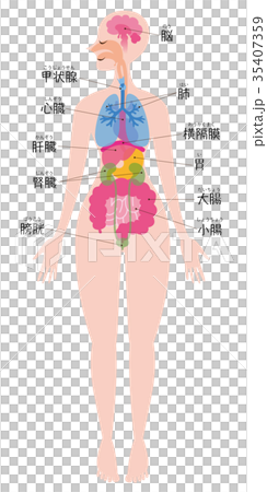 内臓 全身 名称入りのイラスト素材
