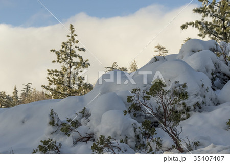 Desert Plants Under Snow, Climate Change 35407407