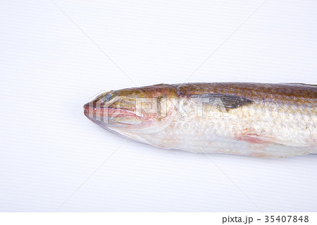 エソ　食材 35407848