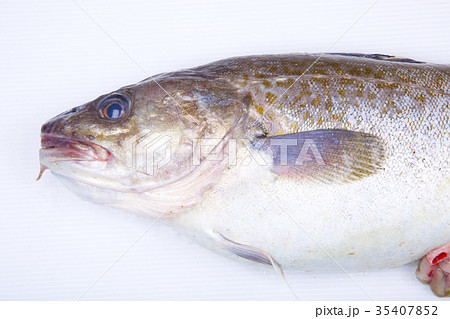 鱈　顔 35407852