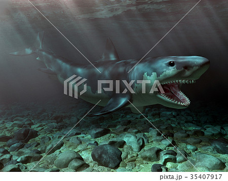 Great White Shark 35407917