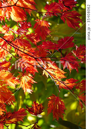 珍しいハウチワカエデの園芸品種　舞孔雀の紅葉 35408062